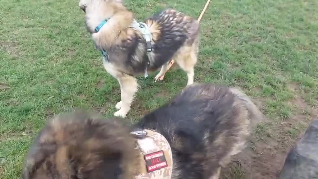 Mixed Breed dogs for adoption: Paddington the Bear - Video 1