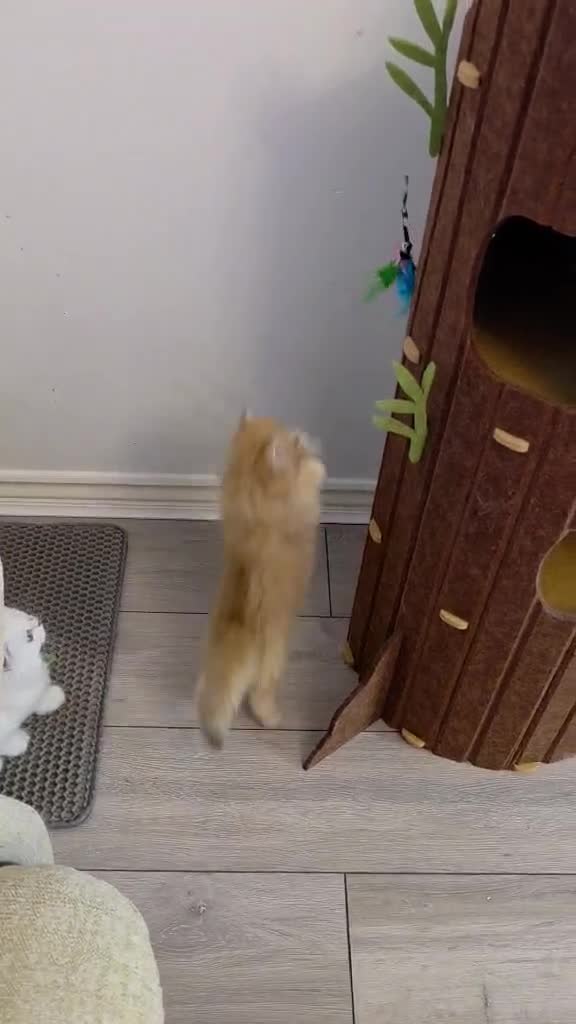 British Longhair cats for sale: British Longhair Kittens – Champion Lines ✨ - Video 2