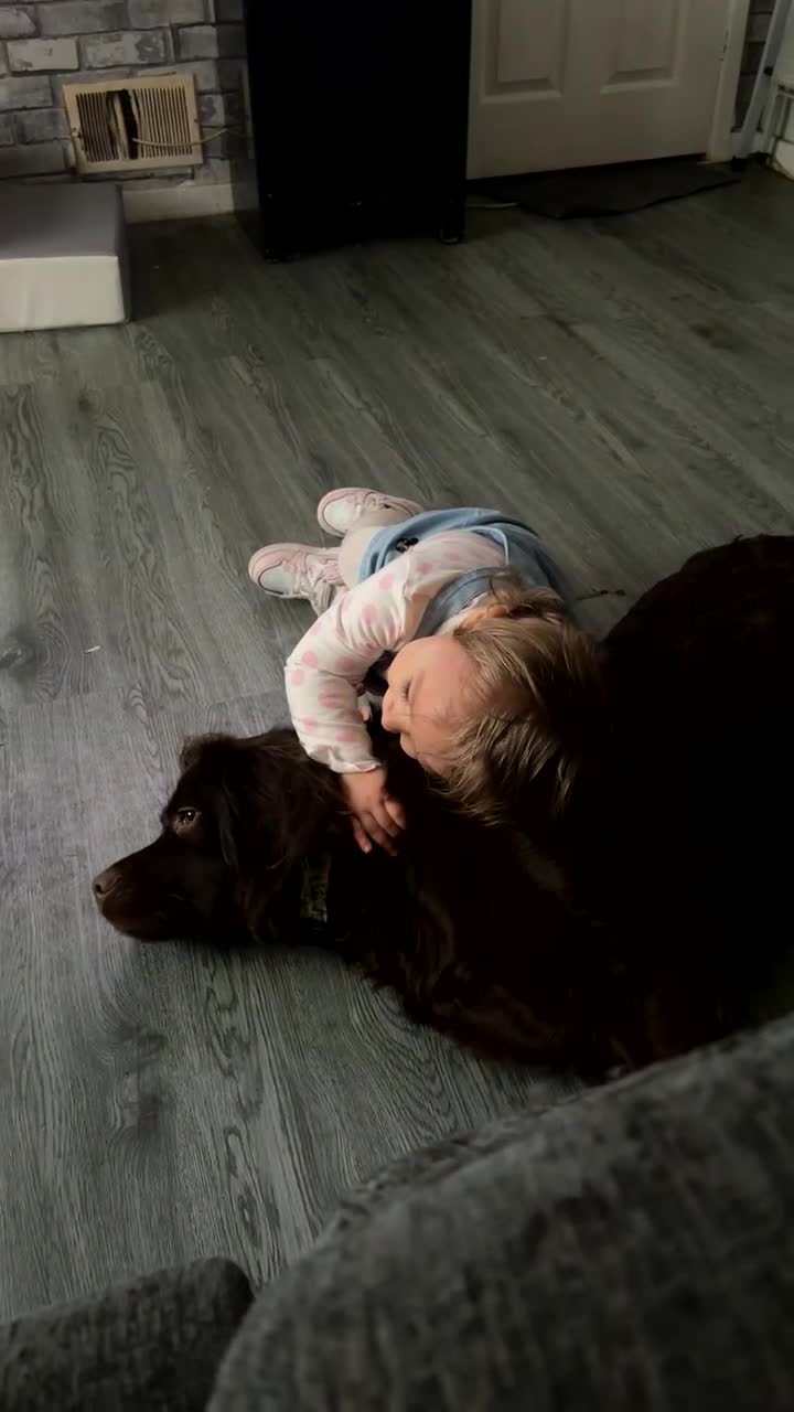 Cockerdor dogs for sale: Labrador x cocker spaniel x poodle male dog - Video 2