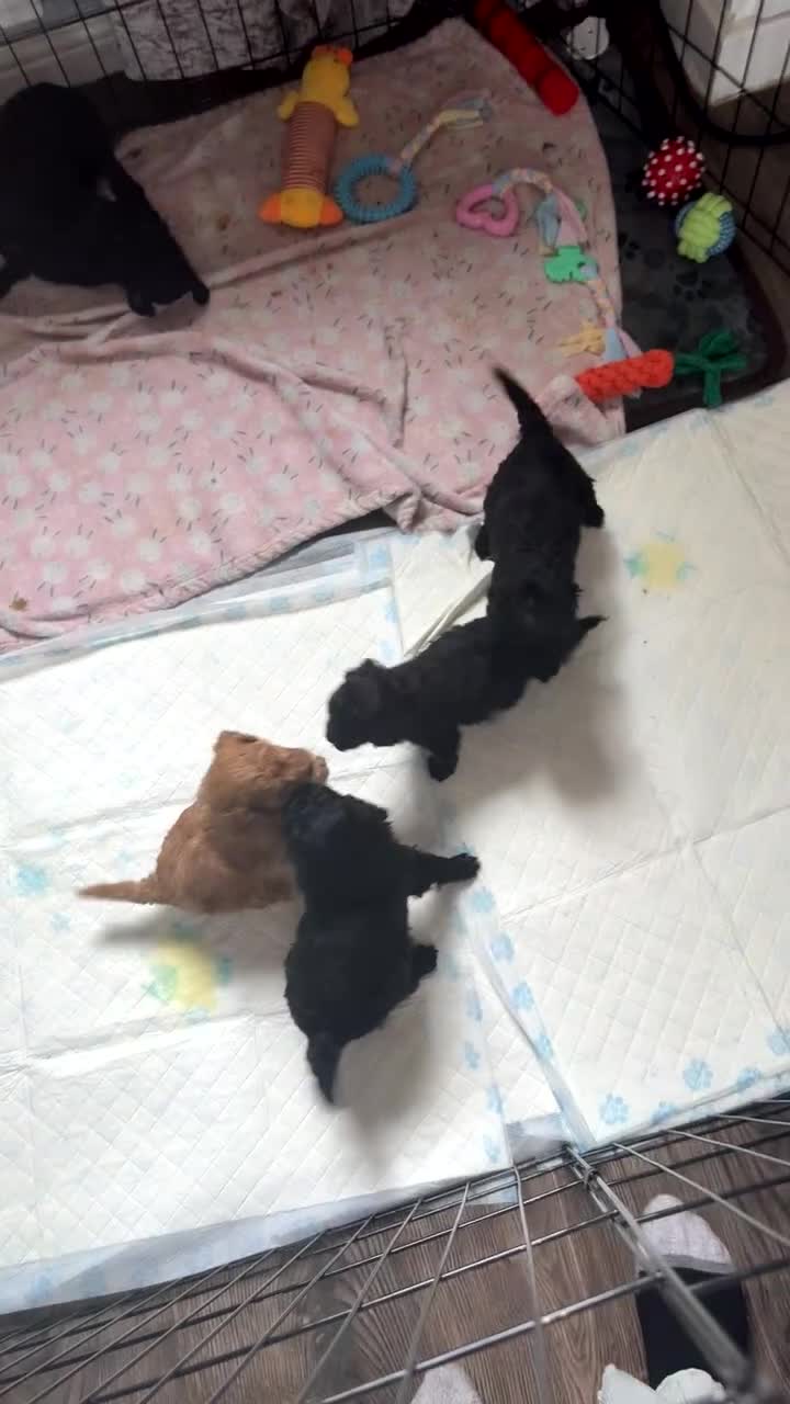 Shihpoo dogs for sale: Shihpoo puppys - Video 3