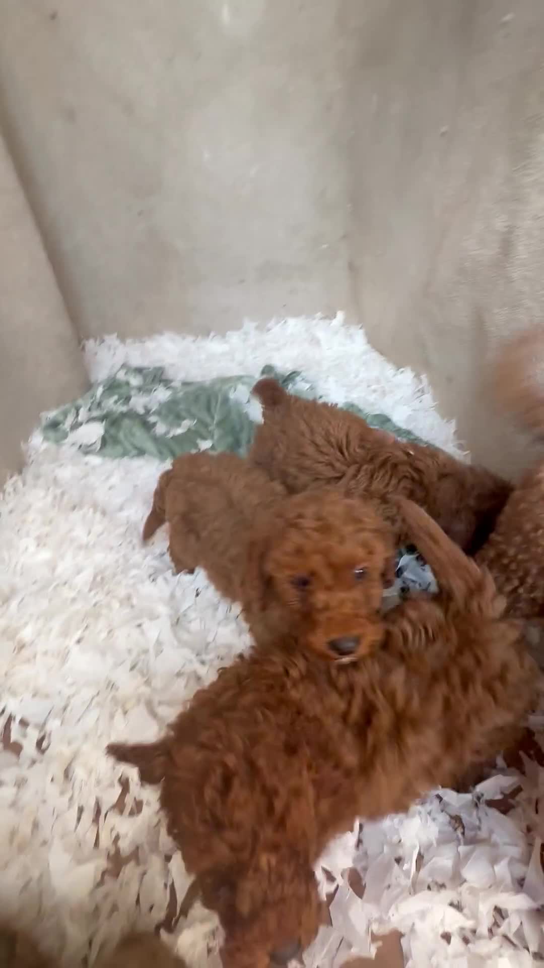 Maltipoo dogs for sale: Pretty little maltipoos for sale 🐶 - Video 1
