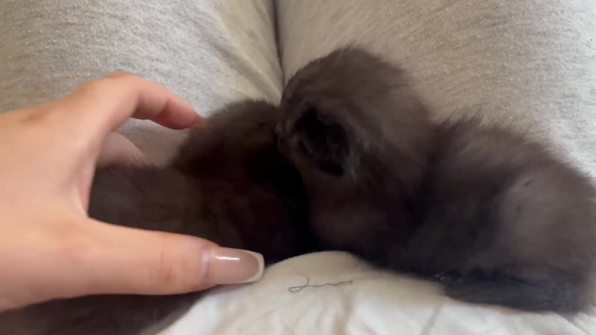 Domestic Shorthair cats for sale: 2 female black/grey kittens - Video 1