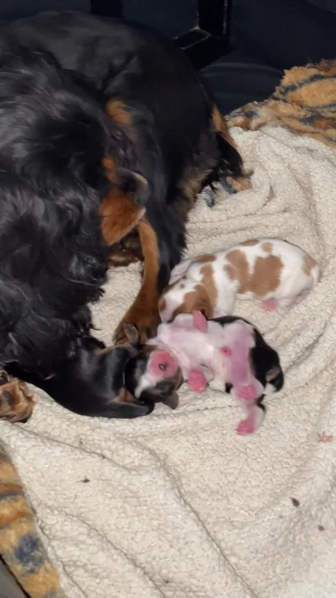 Cavalier King Charles Spaniel dogs for sale: Cavalier King Charles KC registered DNA 2 girls   - Video 1