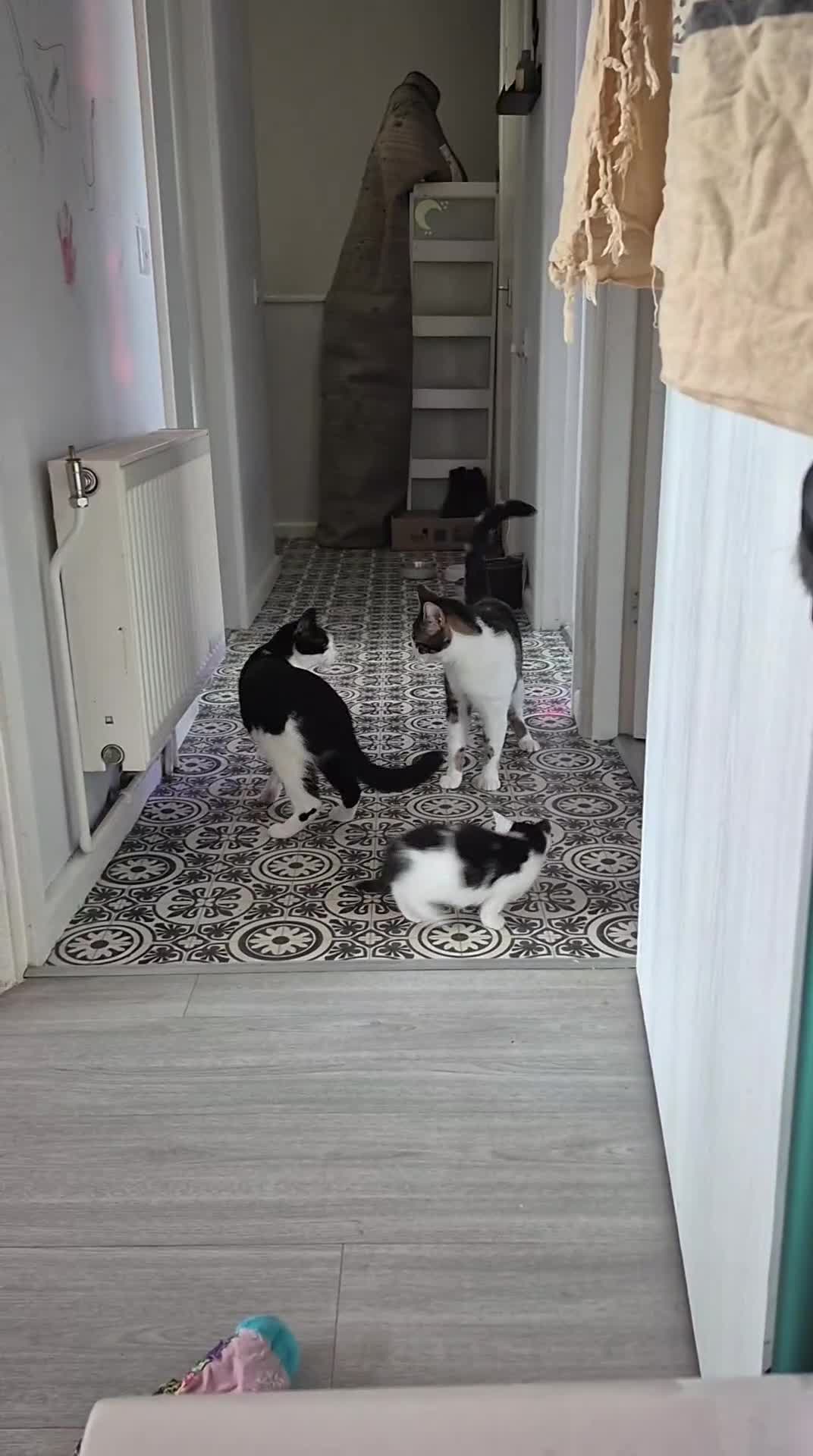 Domestic Shorthair cats for sale: Two kittens for sale - Video 3