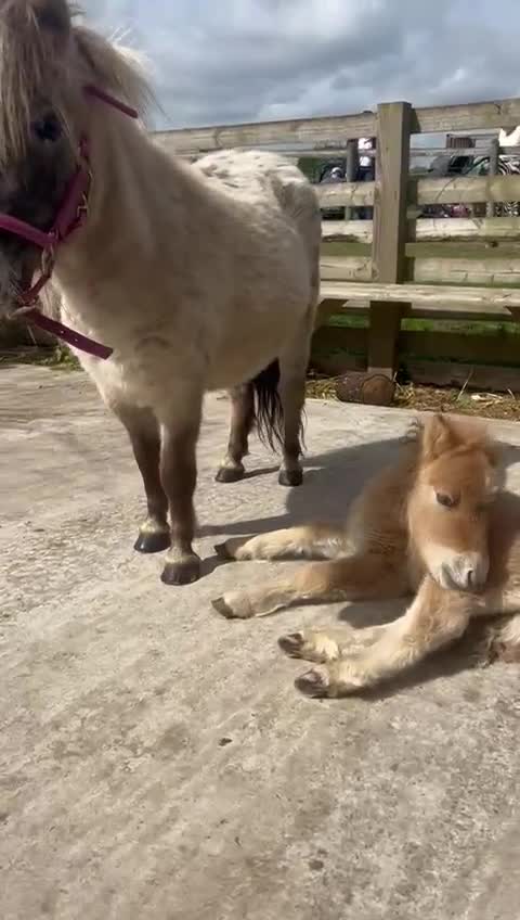 Shetland pony horses for sale: Thea - Dun Leopard Spotted Shetland  - Video 1