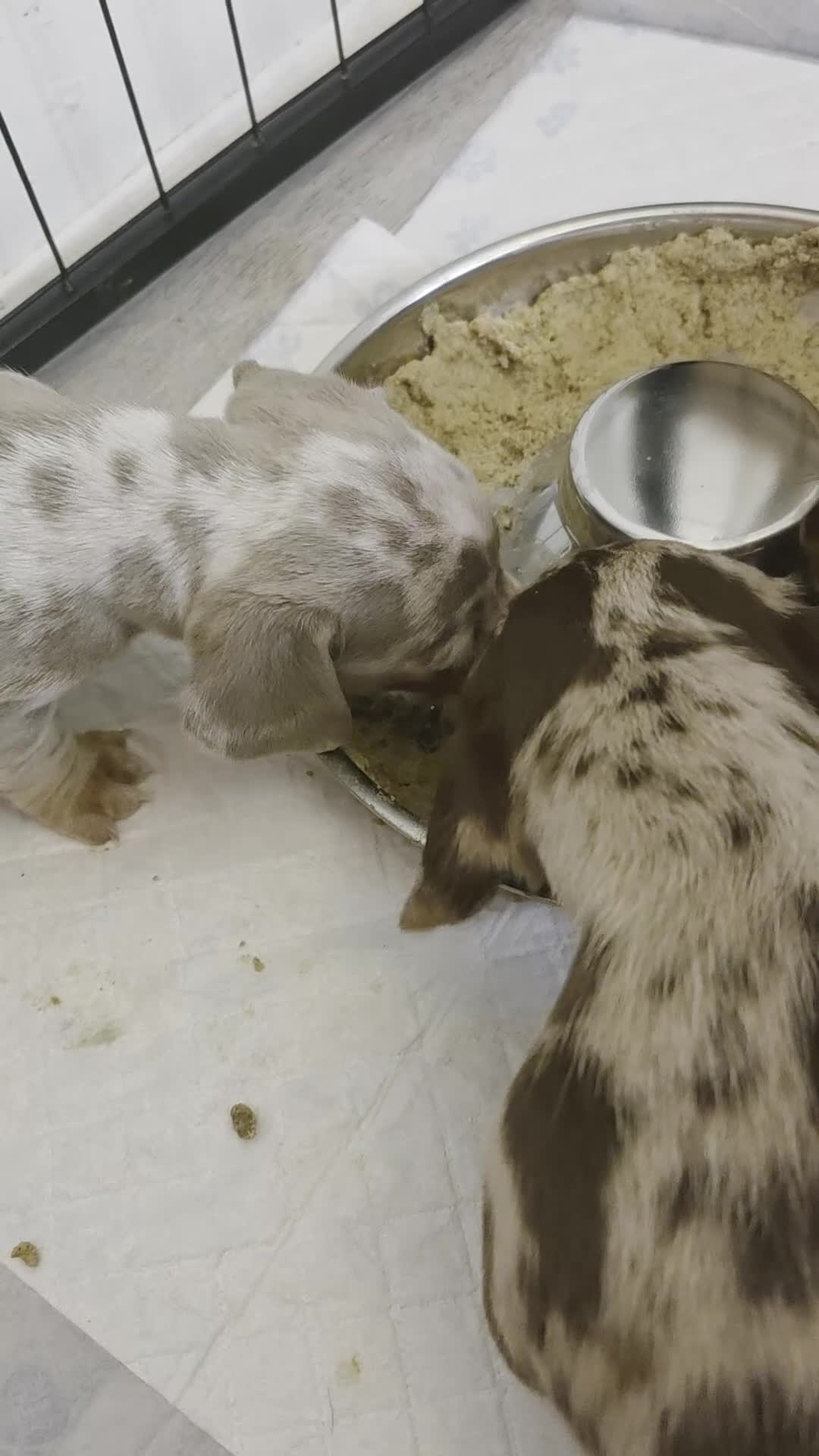 Miniature Dachshund dogs for sale: Minature dachshund chocolate dapple puppy - Video 1
