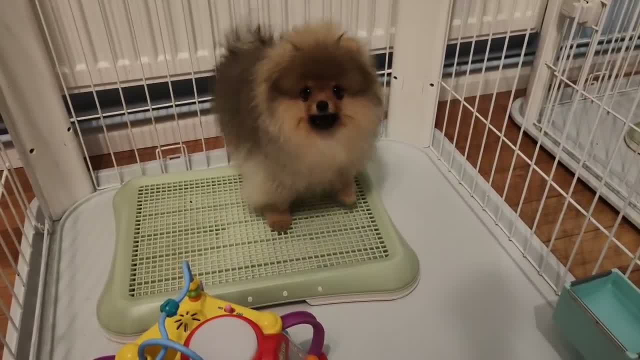 Pomeranian dogs for sale: Incredibly fluffy Pom puppies  - Video 2