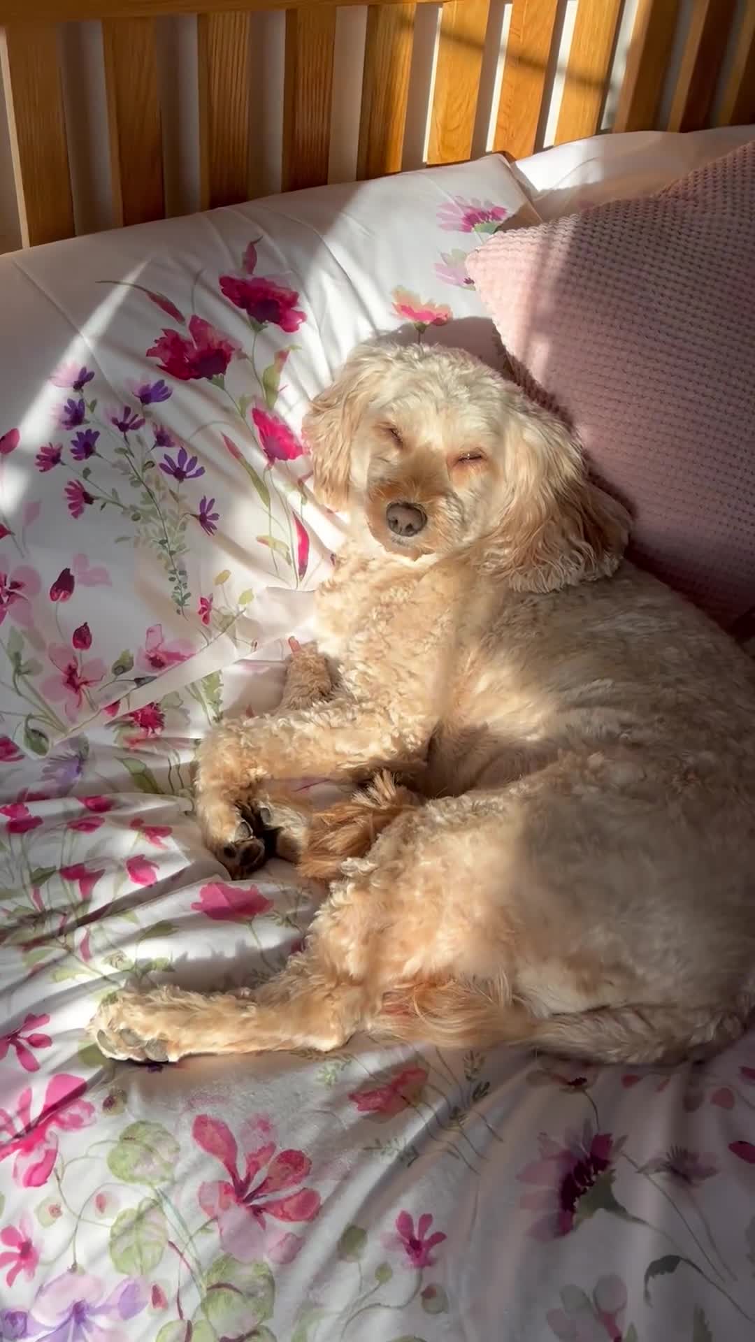 Cavapoo dogs for sale: Cavapoo Adult Female (5 years) - Video 2