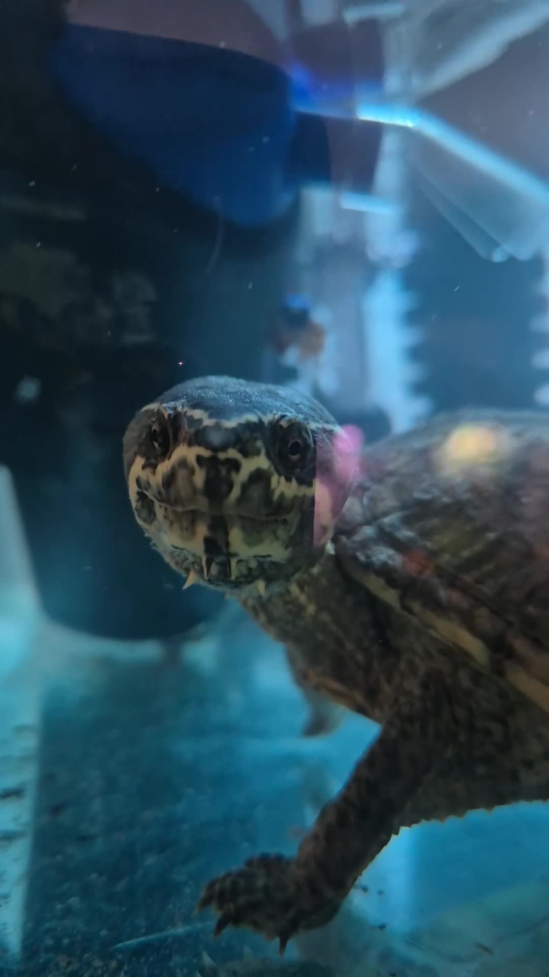 Turtle reptiles for sale: MUSK TURTLE FOR SALE FEMALE 5 YEAR OLD in Preston - Video 1