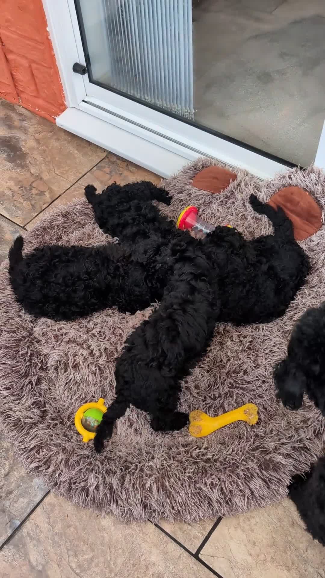 Cockapoo dogs for sale: Cockapoo  - Video 1