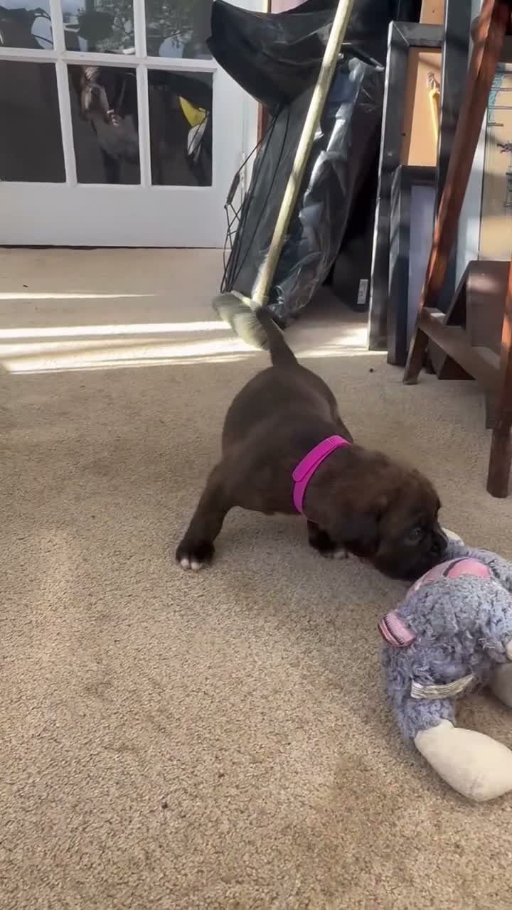 Boxer dogs for sale: Beautiful KC registered boxer puppies in Okehampton - Video 3