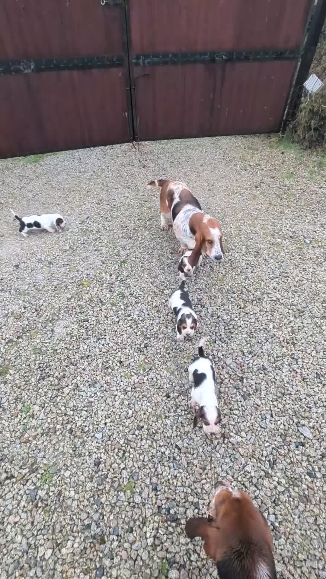 Basset Hound dogs for sale: KC REGISTERED BASSET HOUNDS  - Video 3