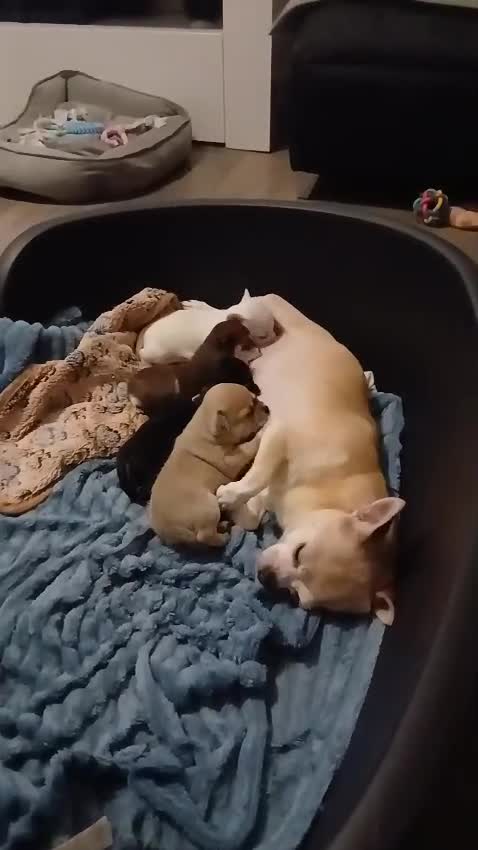 Chihuahua dogs for sale: BEAUTIFUL CHIHUAHUA PUPPIES  - Video 3