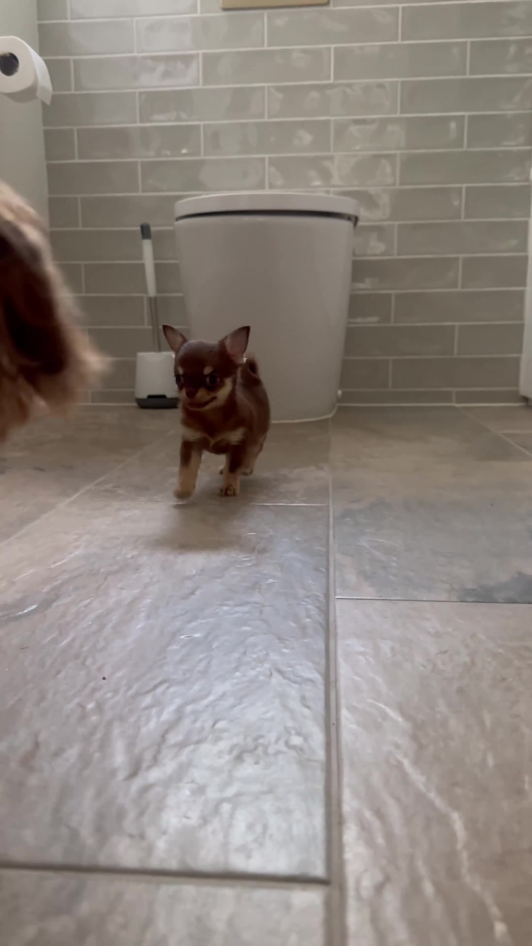 Chihuahua dogs for sale: Quality Chocolate and tan  **  girl   in Hitchin - Video 2