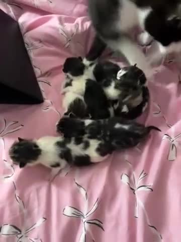 Mixed Breed cats for sale: 6 kittens looking for a forever home  - Video 1