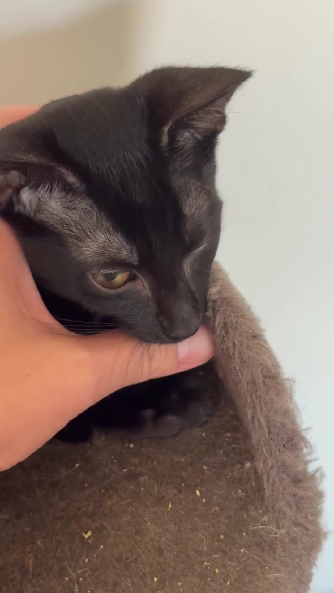 Oriental cats for sale: Oriental kittens for sale (4 ready now!) - Video 4