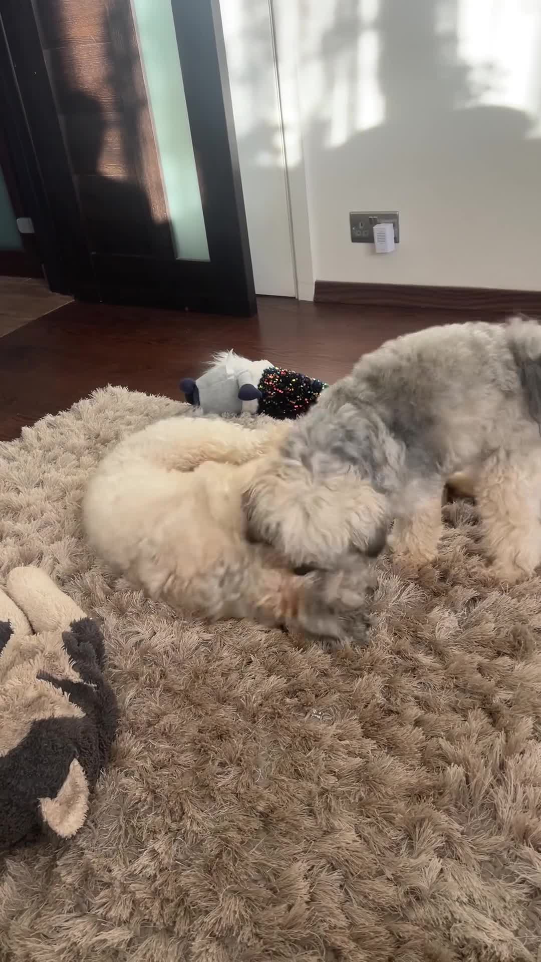 Havanese dogs for stud: Our sweetheart Teddy is now available for stud. - Video 1