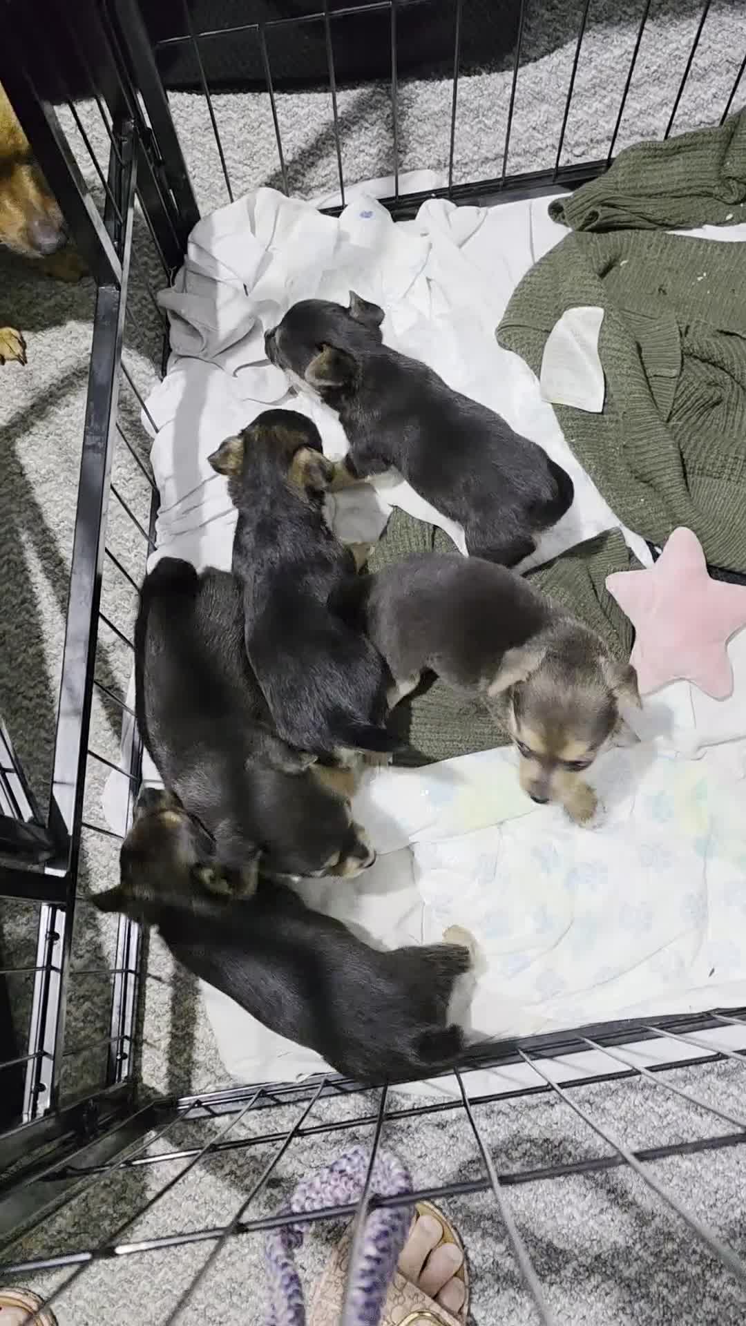 Mixed Breed dogs for sale: Chorkie/Jacawawa - Video 1