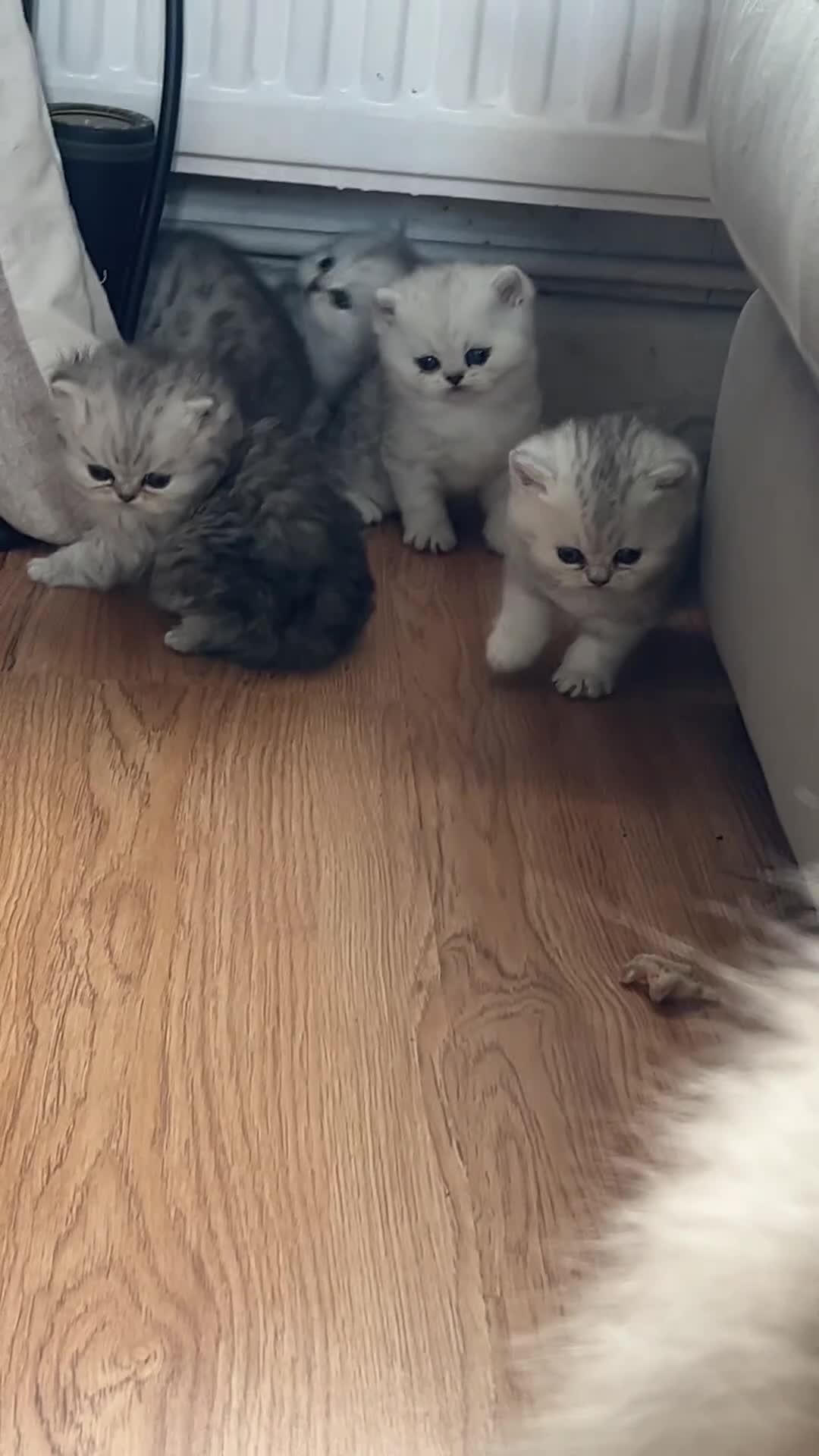 Persian cats for sale: Chinchilla Persians  - Video 1