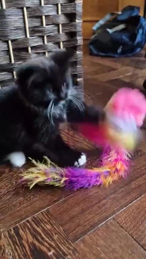 Ragdoll cats for sale: 6 CROSS RAGDOLL KITTENS WAITING FOR A LOVING HOME - Video 1