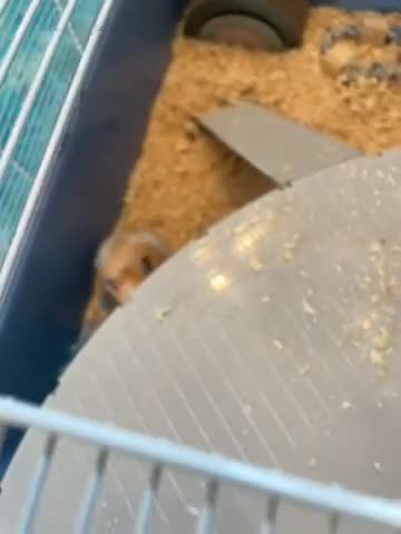 Hamster rodents for sale: Hamster for sale  - Video 1