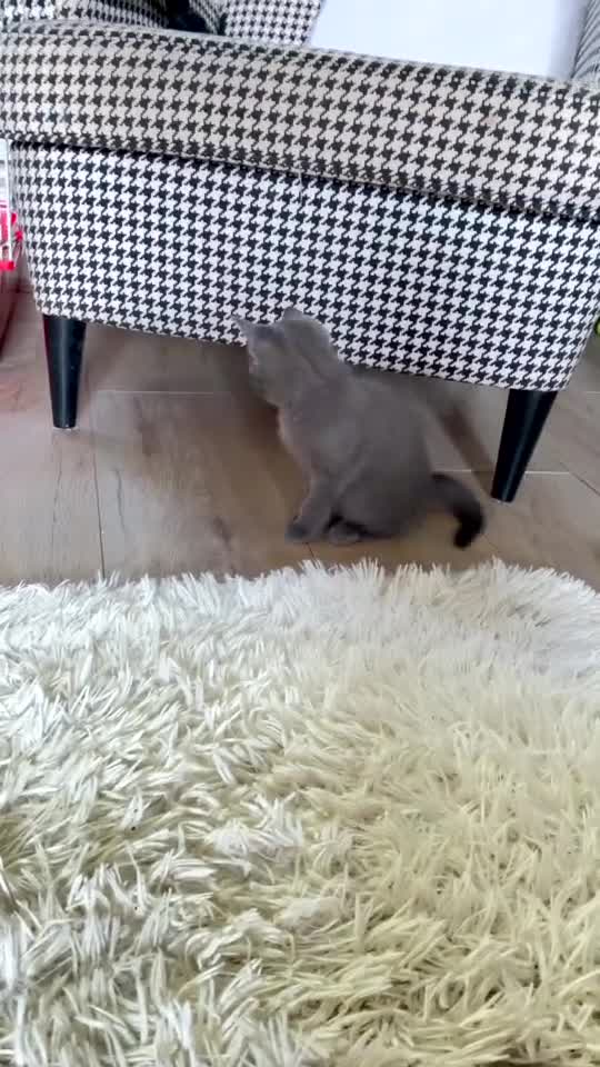 Mixed Breed cats for sale: Half Russian Blue Kittens  - Video 2