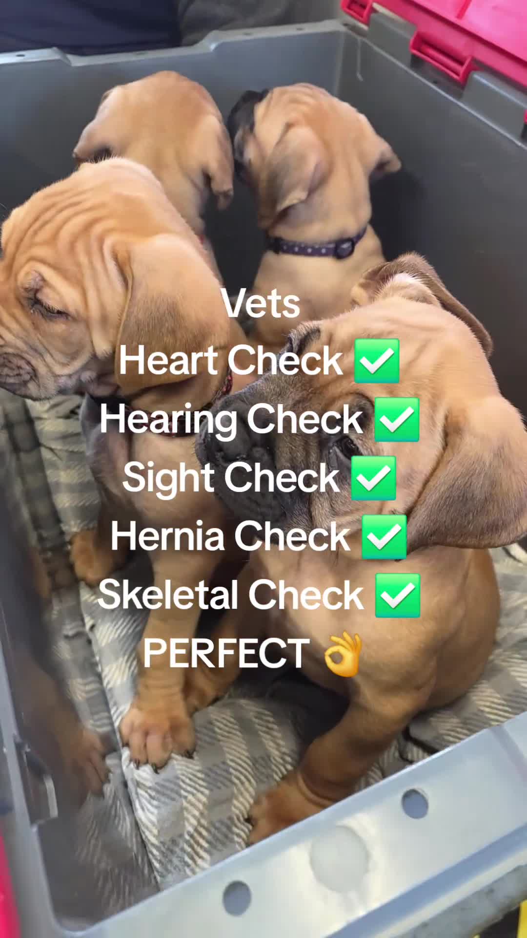 Mixed Breed dogs for sale: Adorable Bull Bordeaux Puppies  - Video 2