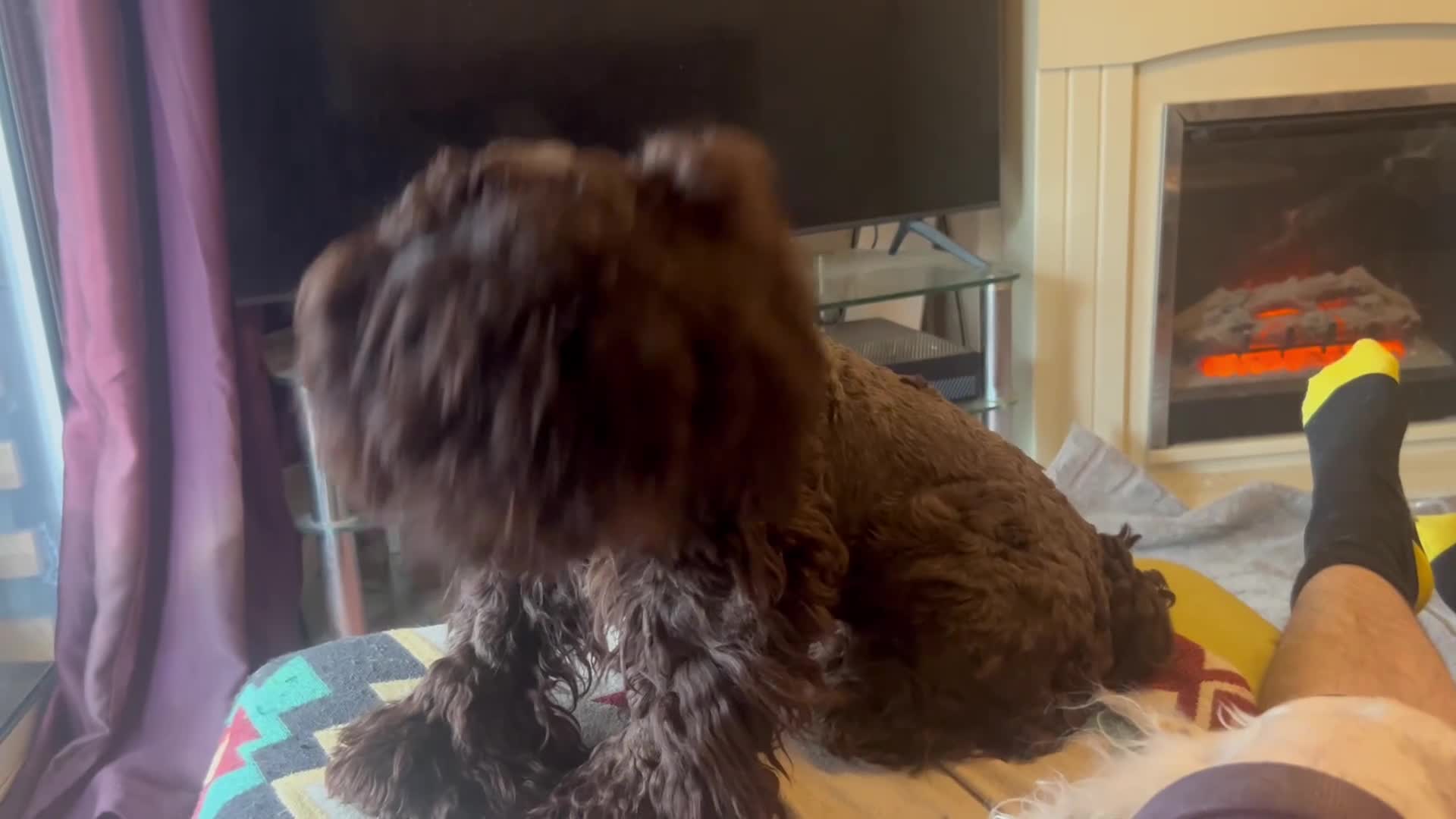 Cockapoo dogs for sale: Cockapoo pup (boy) – Loving Family Dog - Video 1