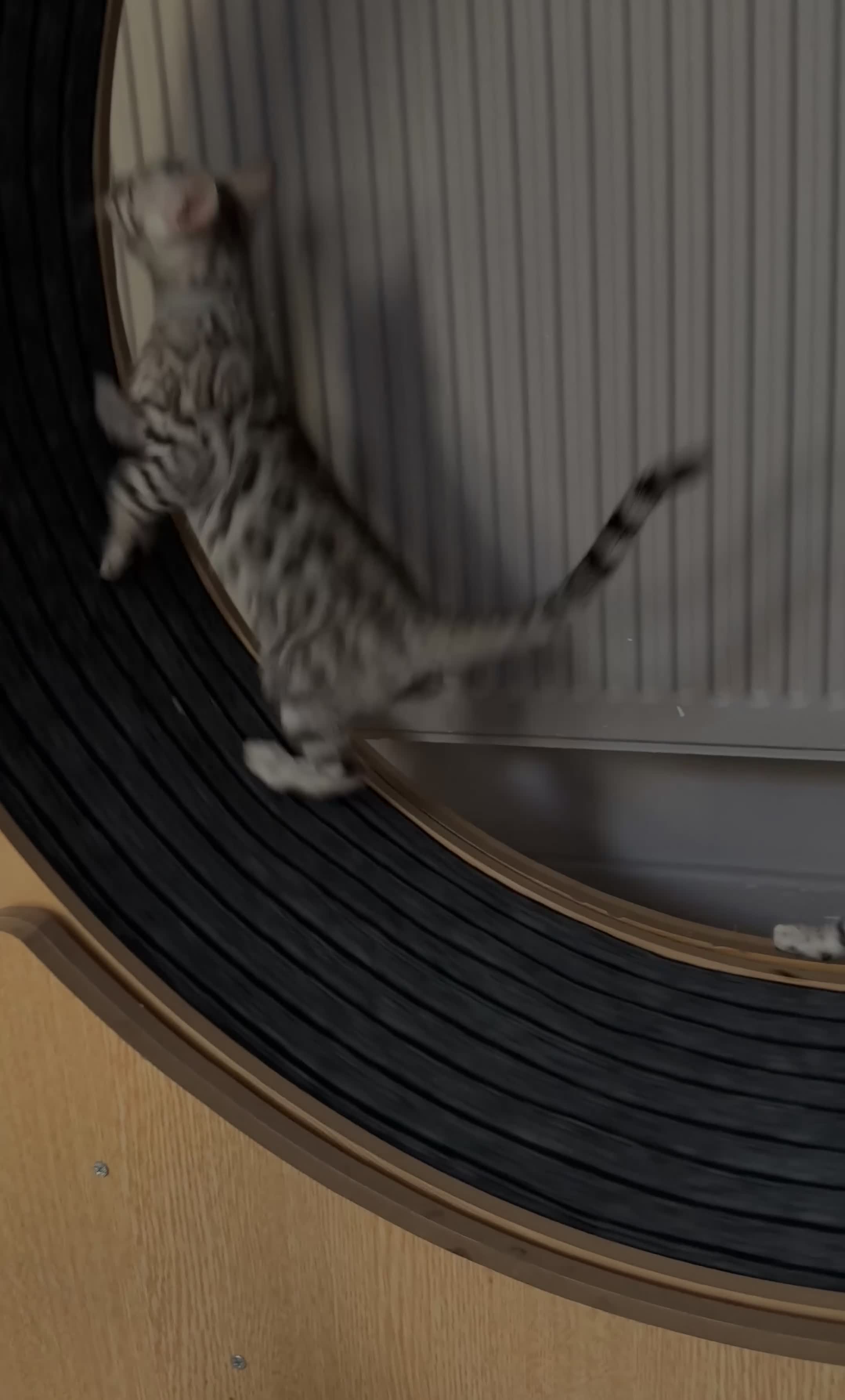 Bengal cats for sale: Bengal kittens🐆 - Video 2