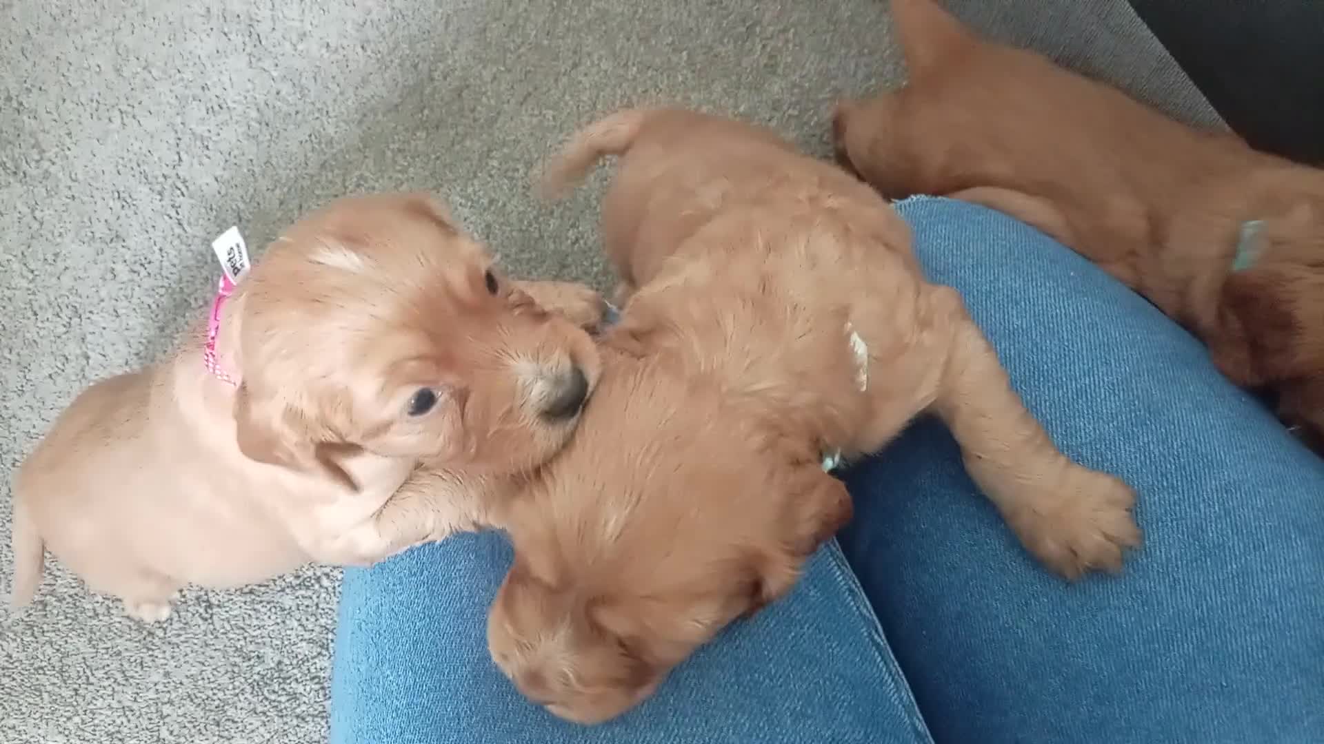 Cocker Spaniel dogs for sale: 5 Beautiful Golden Cocker Spaniel Puppies - Video 3