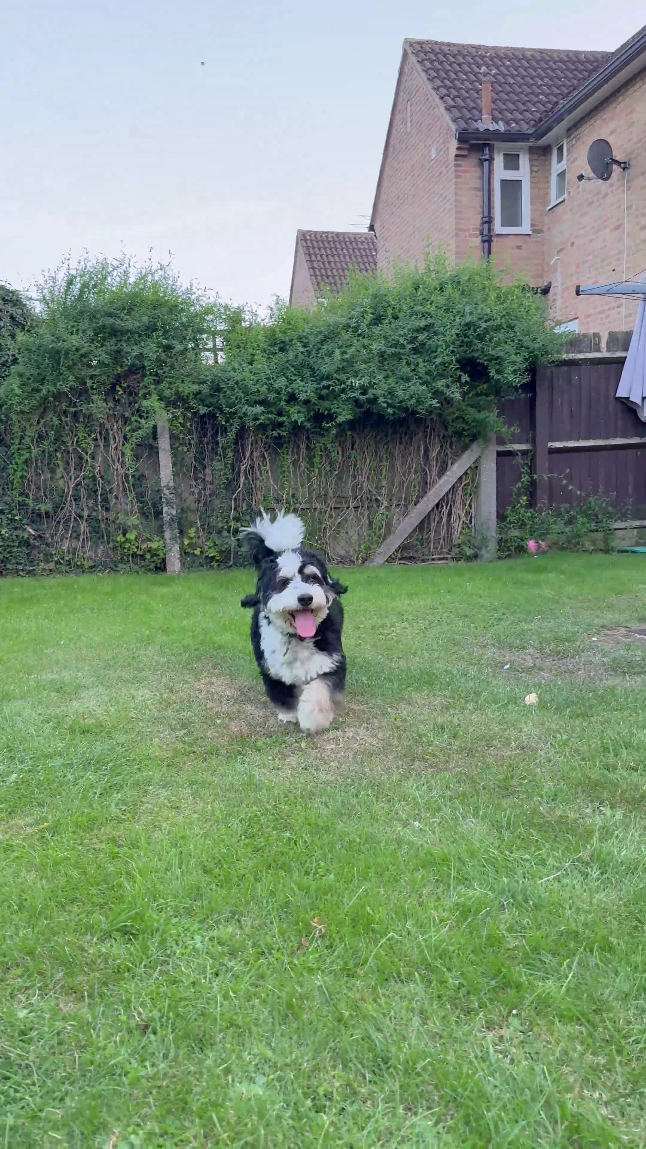 Bernedoodle dogs for sale: Mini Bernedoodle **waiting list** - Video 2