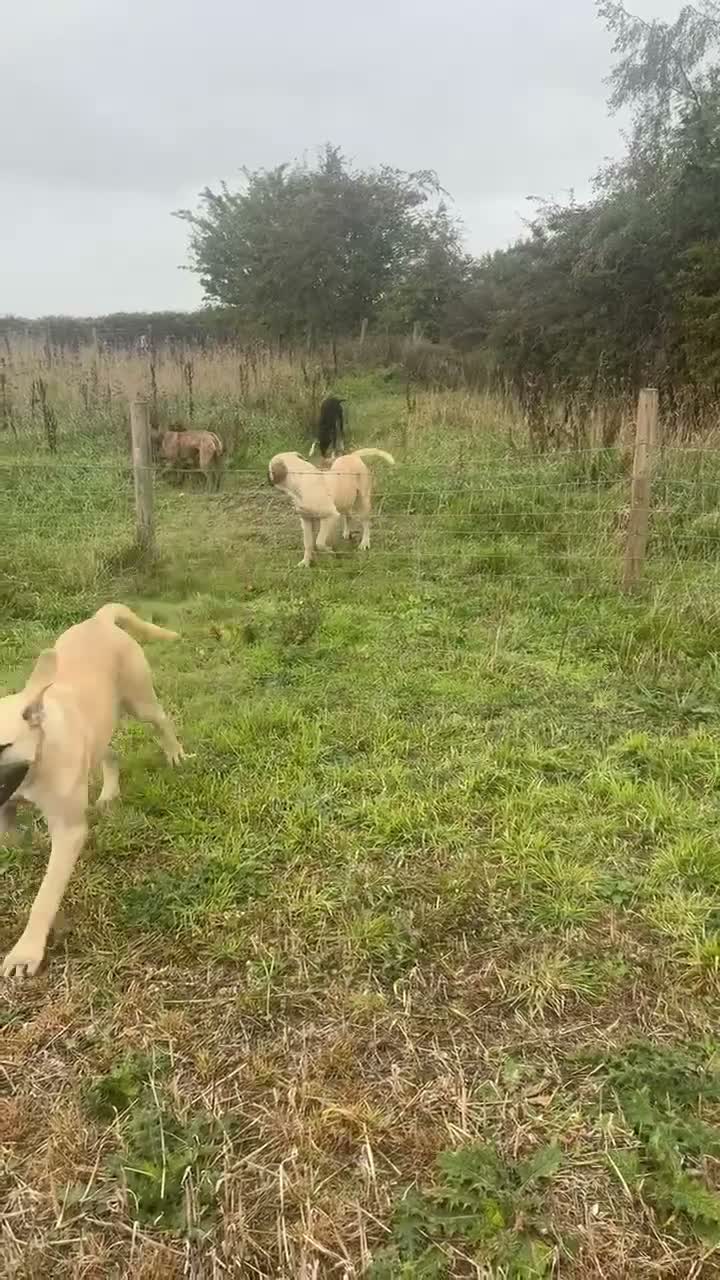 Boerboel dogs for sale: Aggie very very sad sale  in Wingate - Video 2