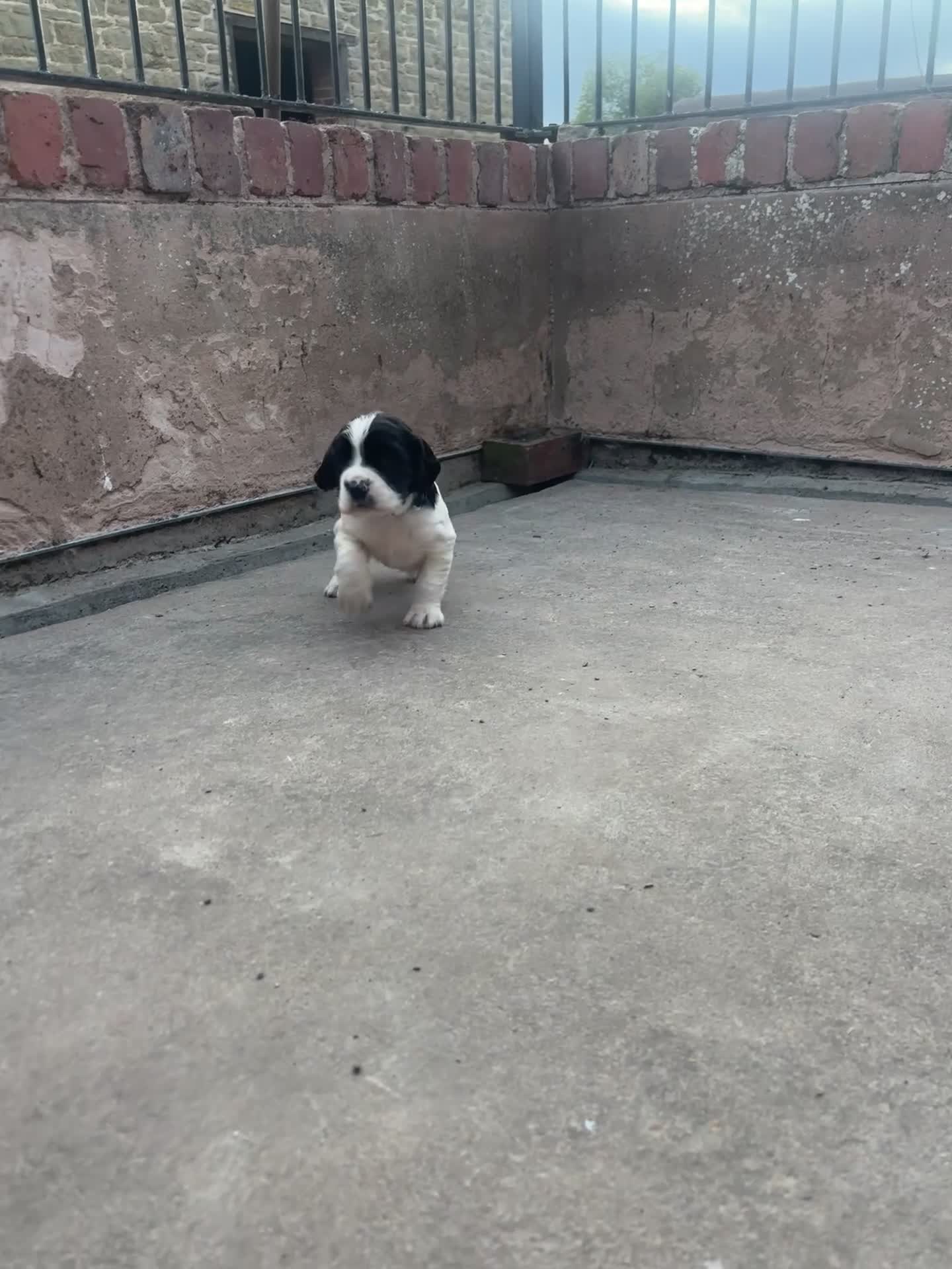 English Springer Spaniel dogs for sale: KC Registered Springer Spaniel Puppies - Video 1