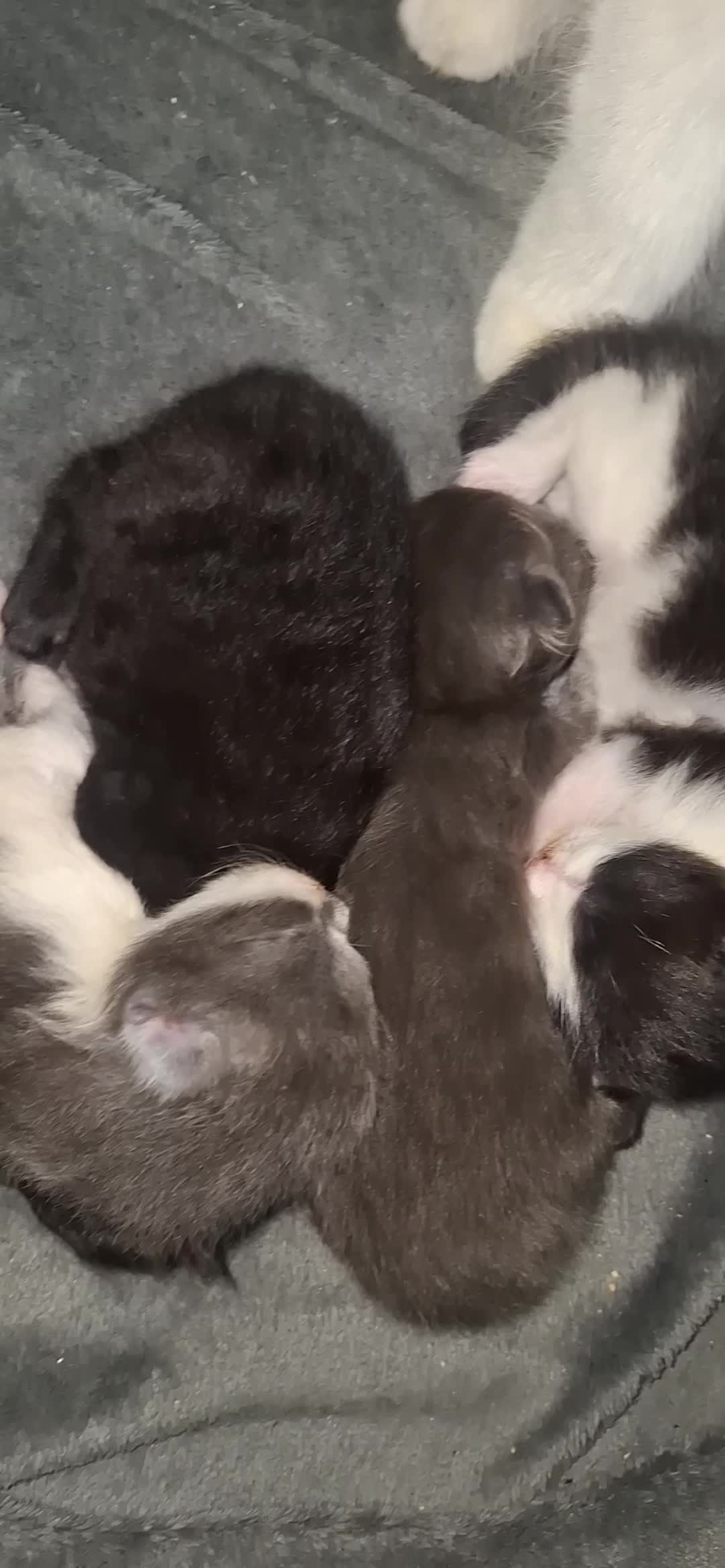 Maine Coon cats for sale: Maine coons x tabby - Video 1