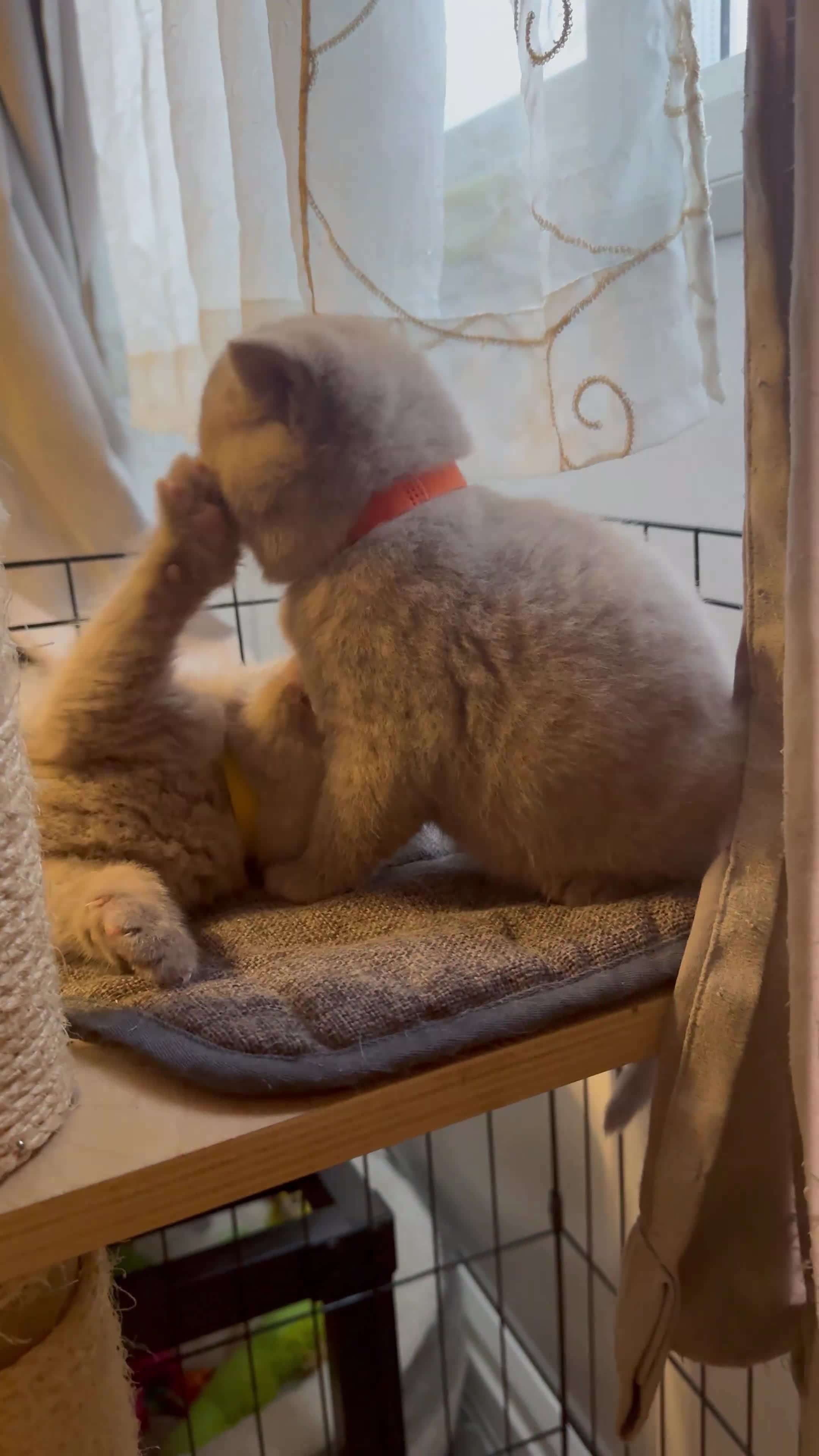 British Shorthair cats for sale: Purebred amazing BSH kittens - Video 4