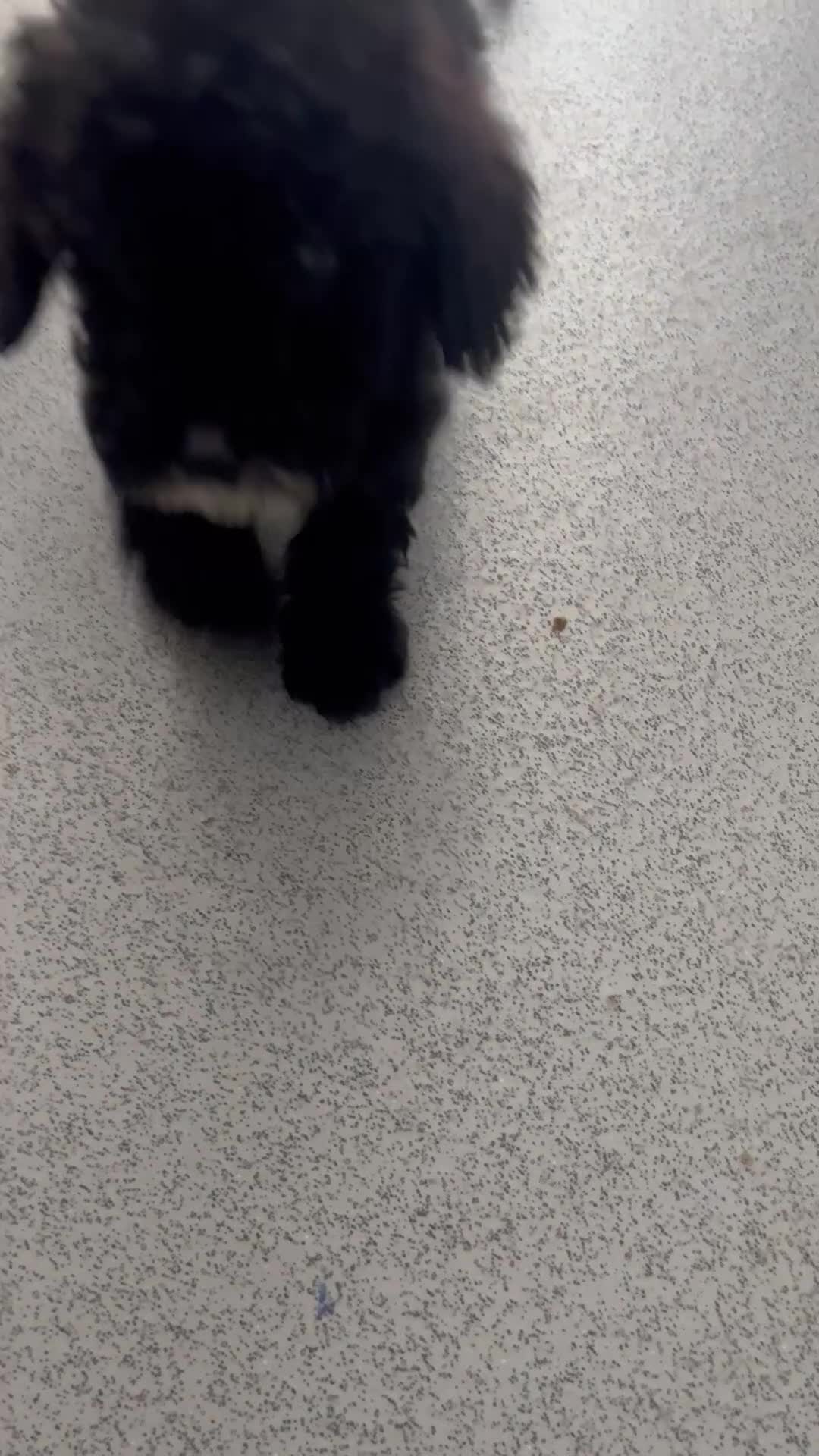 Cockapoo dogs for sale: (LAST 4 PUPS) Amazing miniature Cockapoo Puppies  - Video 5