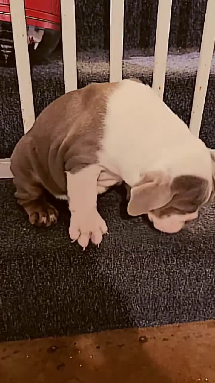 English Bulldog dogs for sale: Gorgeous English bulldog - Video 1