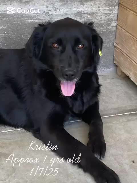 Mixed Breed dogs for adoption: Kristen, 1 yr approx. Available for adoption. in Brixham - Video 3