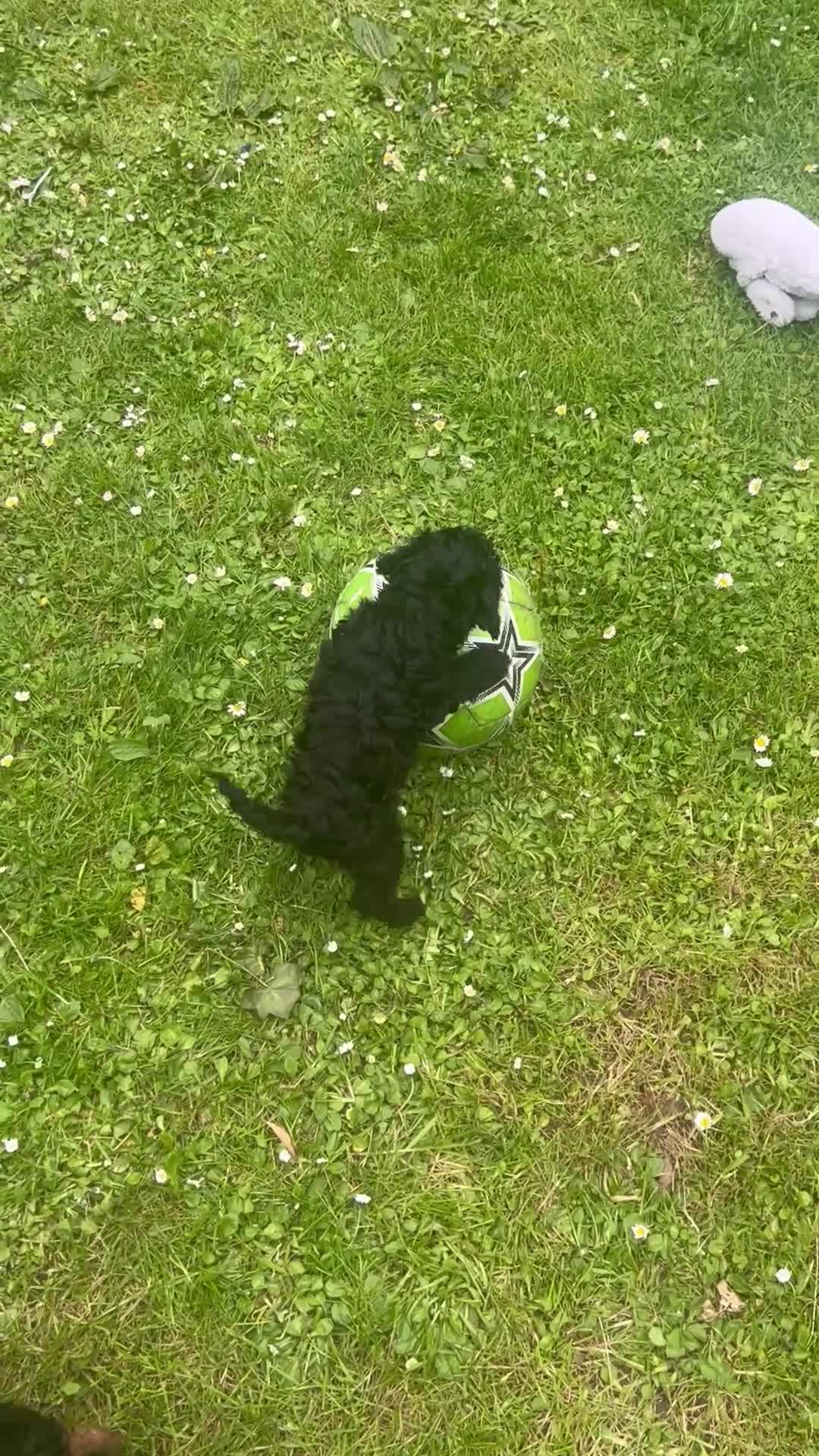 Toy Poodle dogs for sale: KC reg /Health tested , Phantom Toy Poodles - Video 1