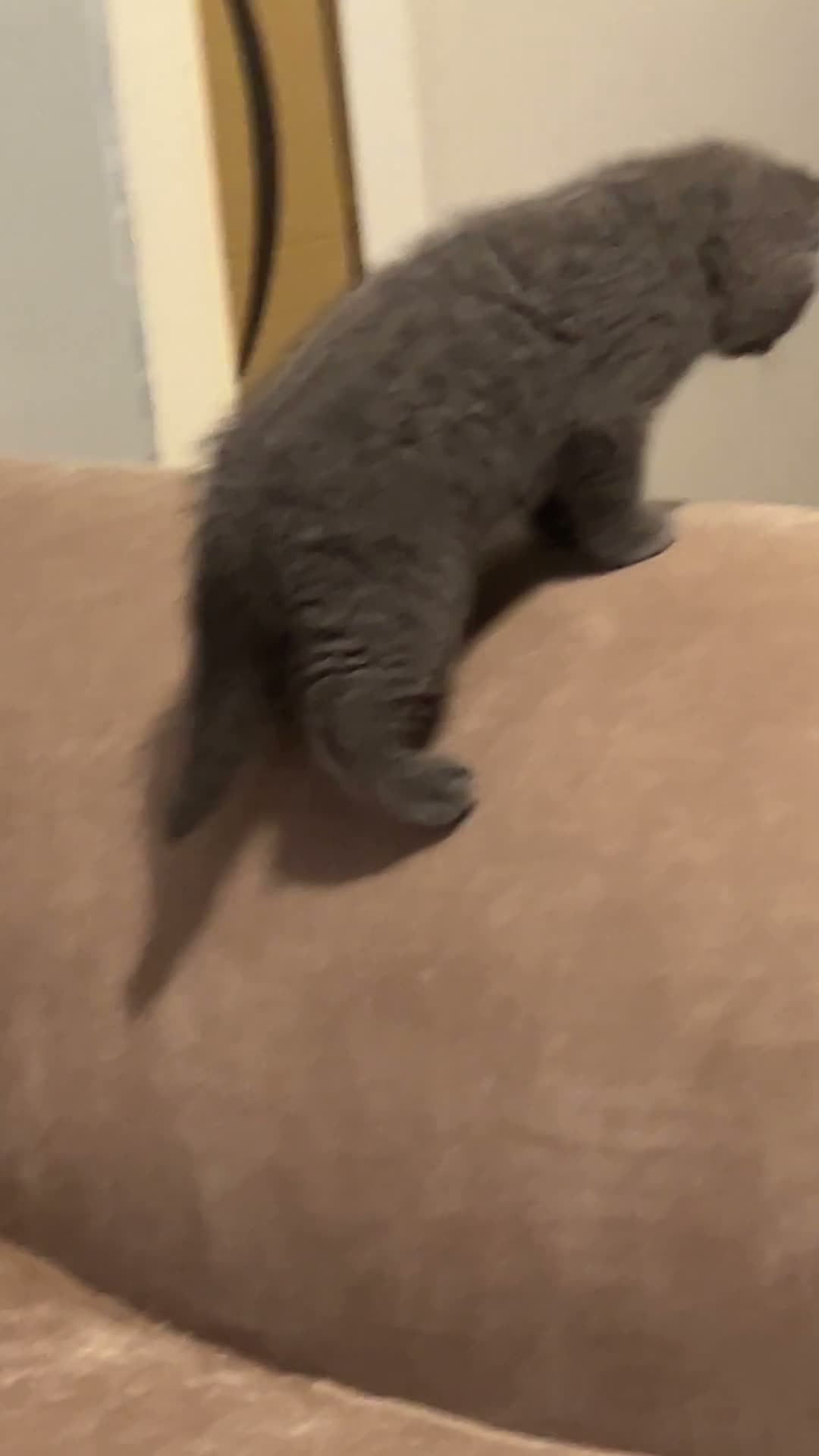 British Shorthair cats for sale: Stunning Full pedigree BSH KITTENS ( GCCF REG )  - Video 5