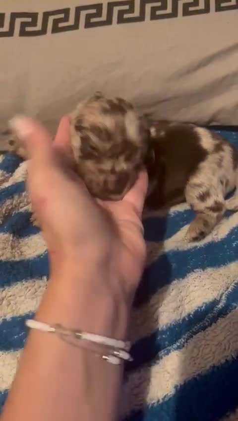 Dachshund dogs for sale: Miniature Dachshund cross pup - Video 3