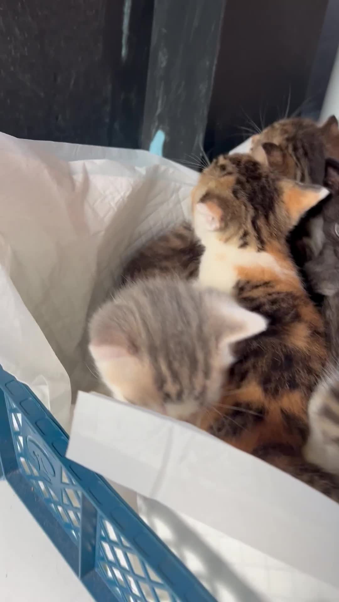 Mixed Breed cats for sale: Beautiful Kittens Available - Video 4