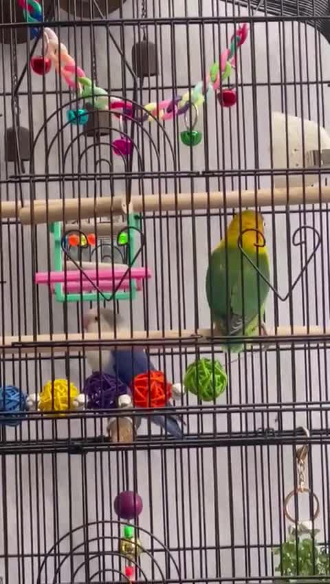 Lovebirds birds for sale: Breeding pair of lovebirds  - Video 4
