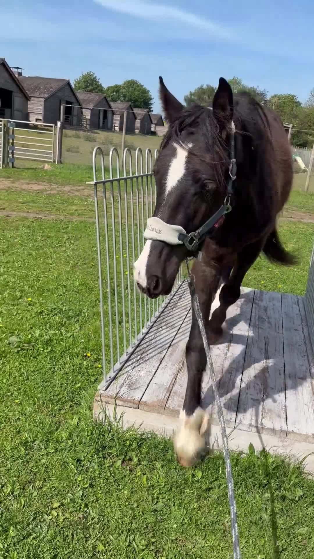 Irish Cob horses for sale: 💙 MR BOO – The Blue-Eyed Bandit 💙 in Scunthorpe - Video 1