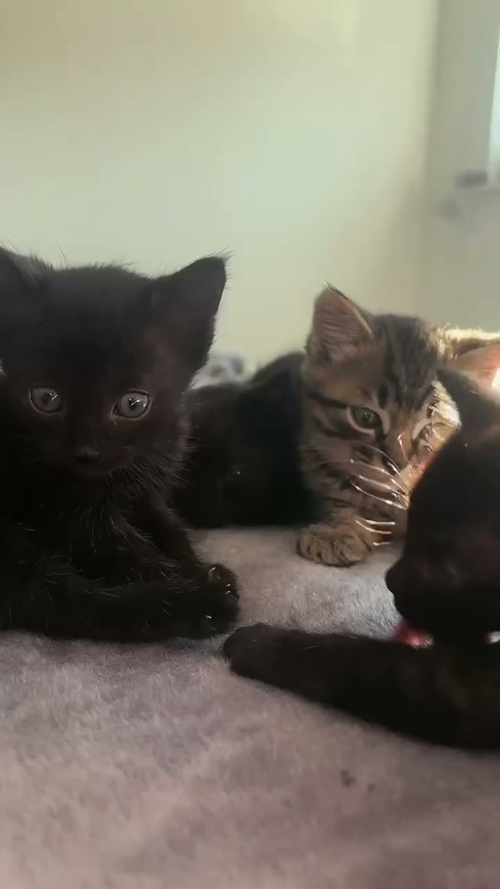 Mixed Breed cats for sale: Mixed breed kittens in Huntingdon - Video 1