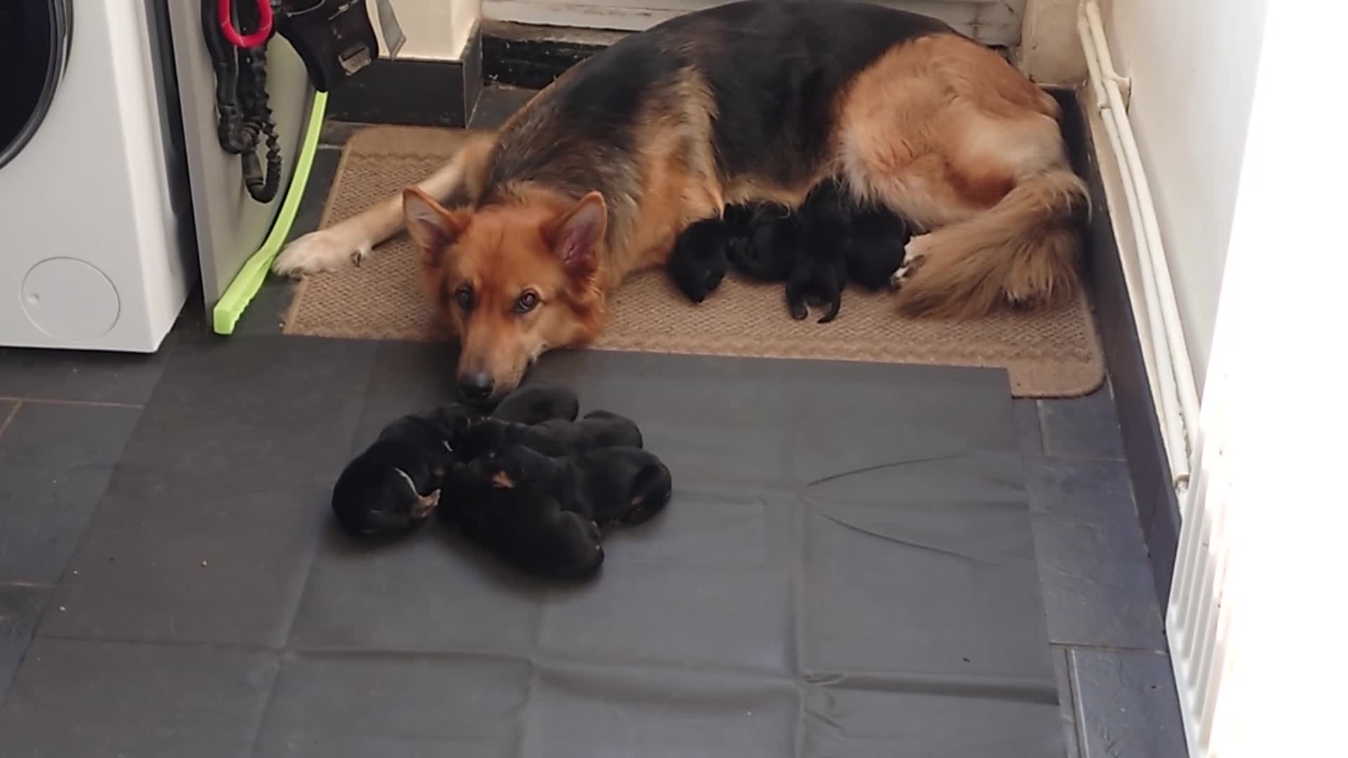 Shepsky dogs for sale: German Shepherd pups in Mexborough - Video 1