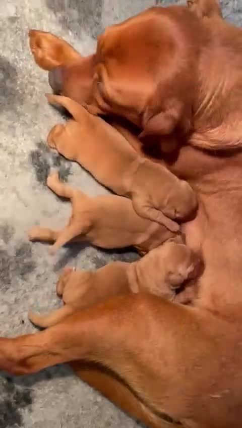 Labrador Retriever dogs for sale: Fox Red Labrador Pups For Sale - Video 1