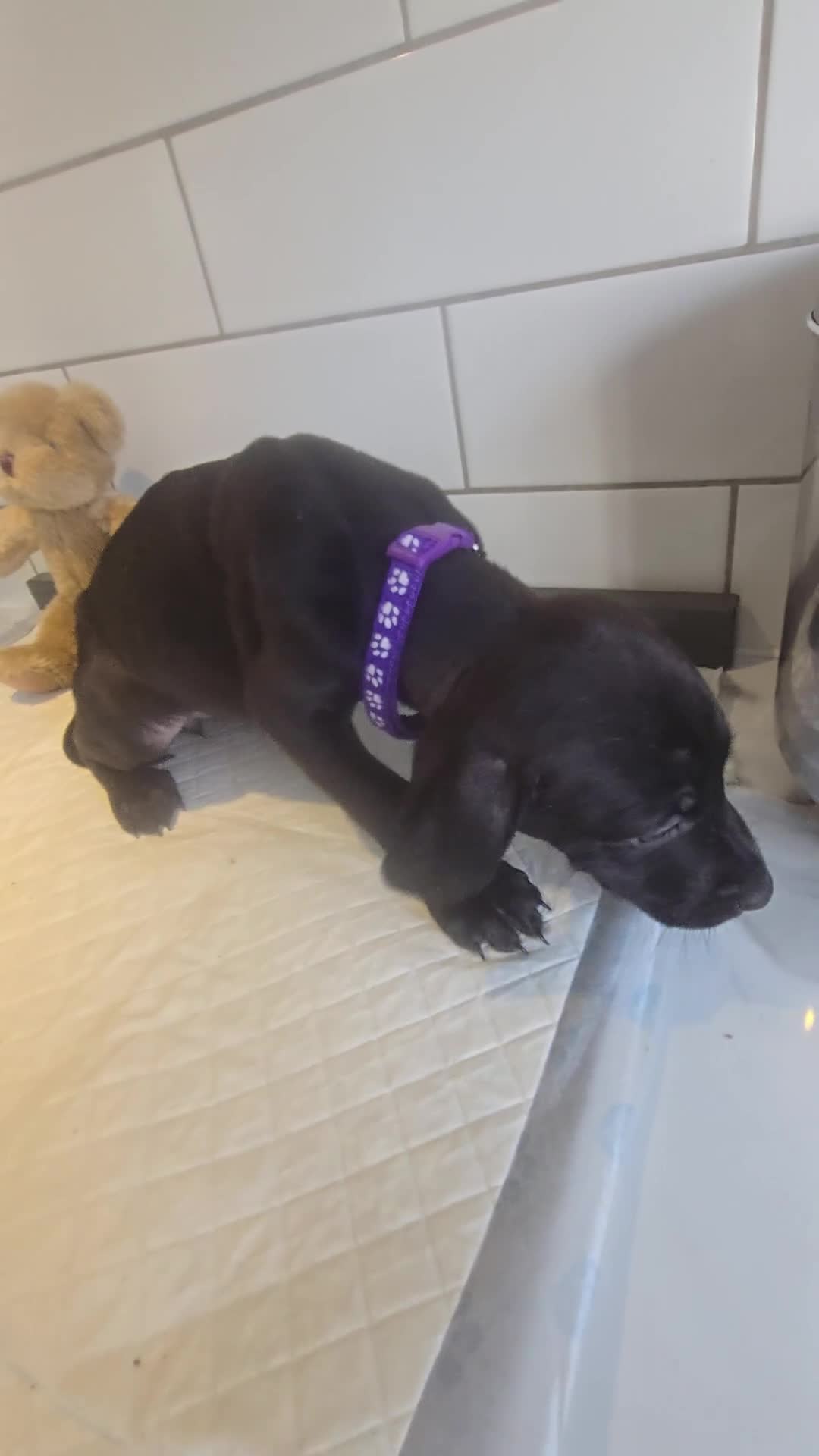 Mixed Breed dogs for sale: Doberman x Weimaraner Cross - Video 5