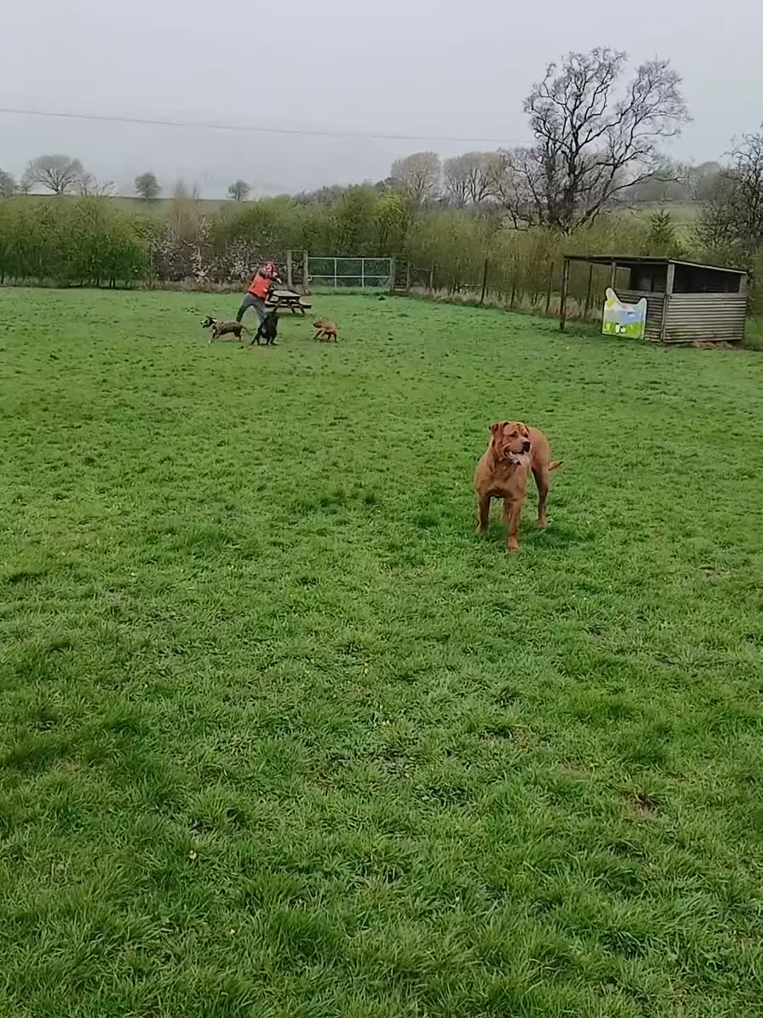 Mixed Breed dogs for sale: 14 month old rottweiler cross - Video 2