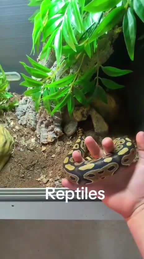 Snake reptiles for sale: Ball Python Female - Video 1
